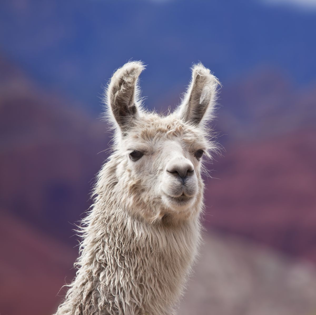 llama